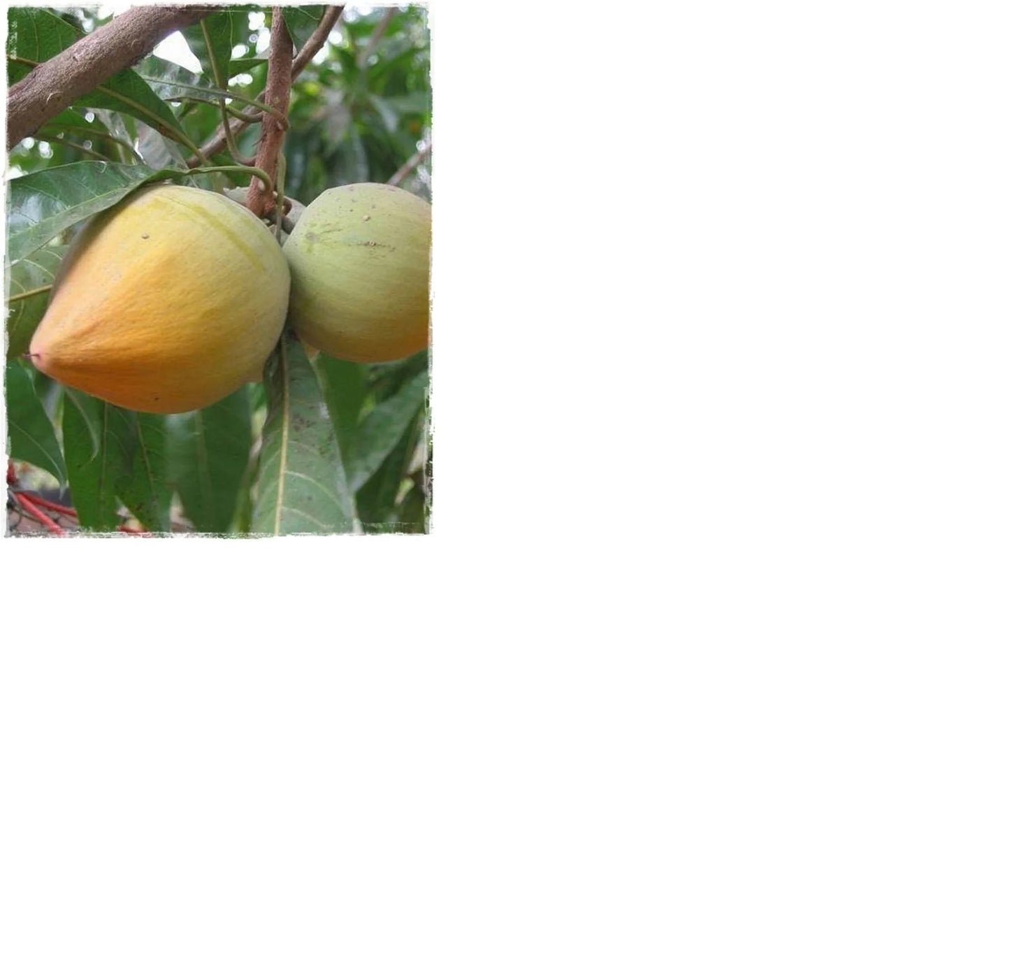 Organic Lucuma Powder. – 5½ oz.